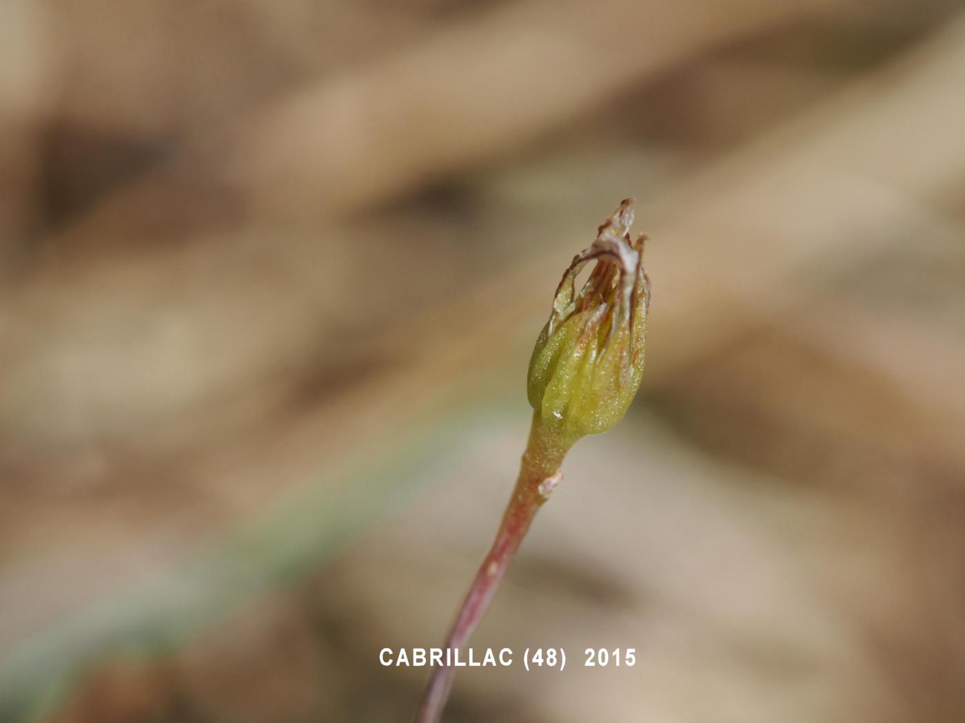 Stonecrop,[Embracing leaved] fruit